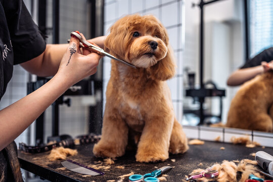 Dog receiving a full groom in Hockley