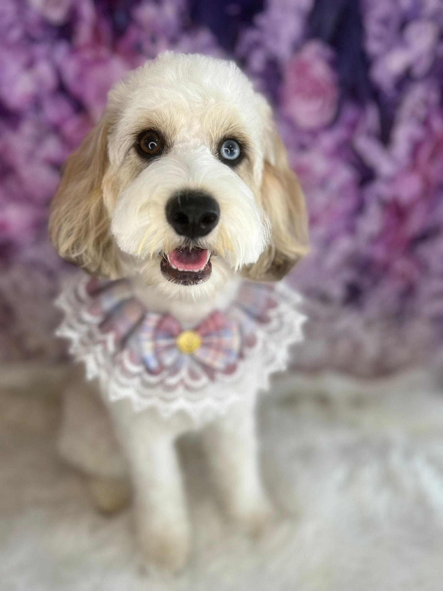 Freshly groomed dog in Hockley