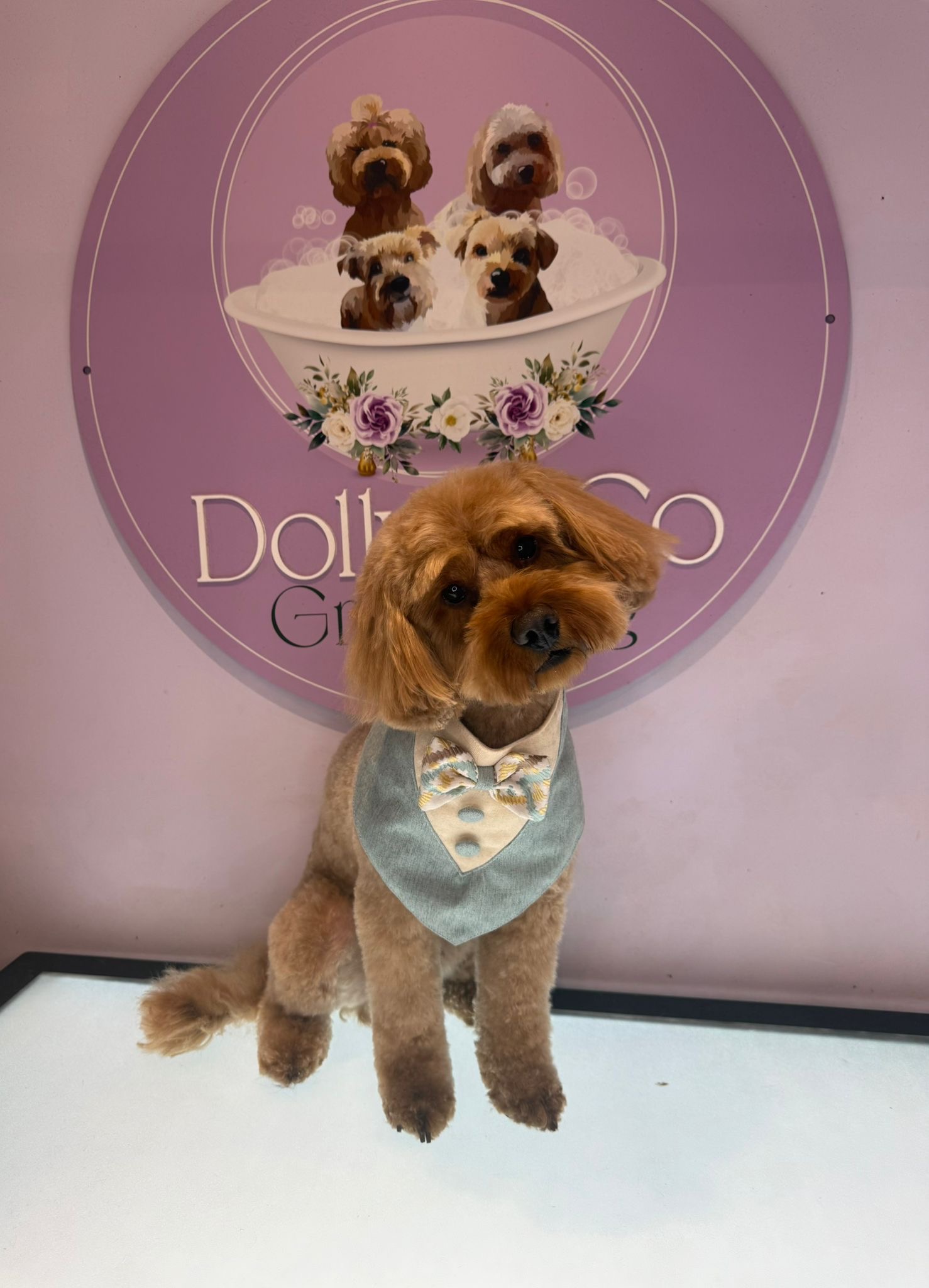 Freshly groomed dog in Hockley
