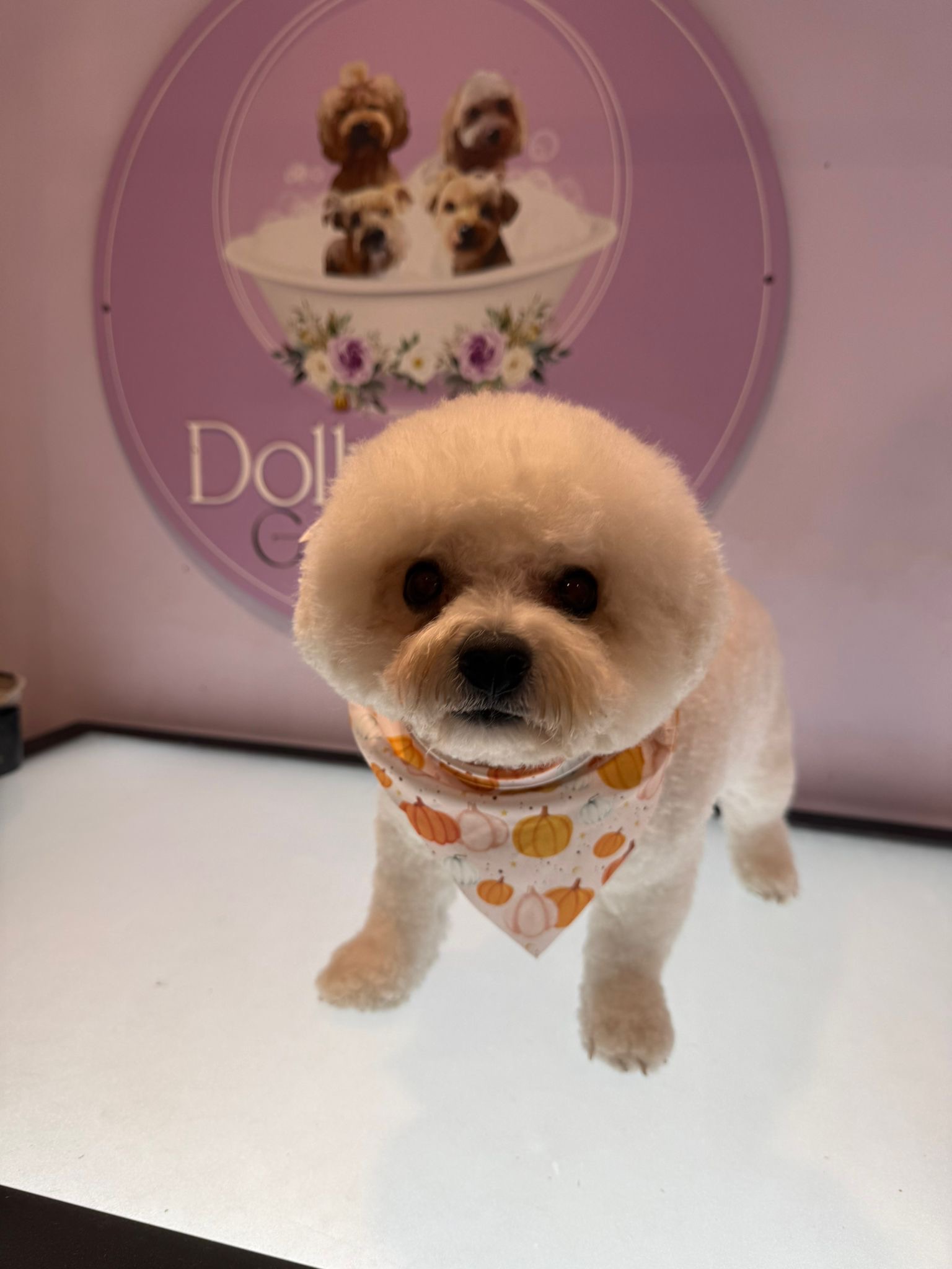 Freshly groomed dog in Hockley