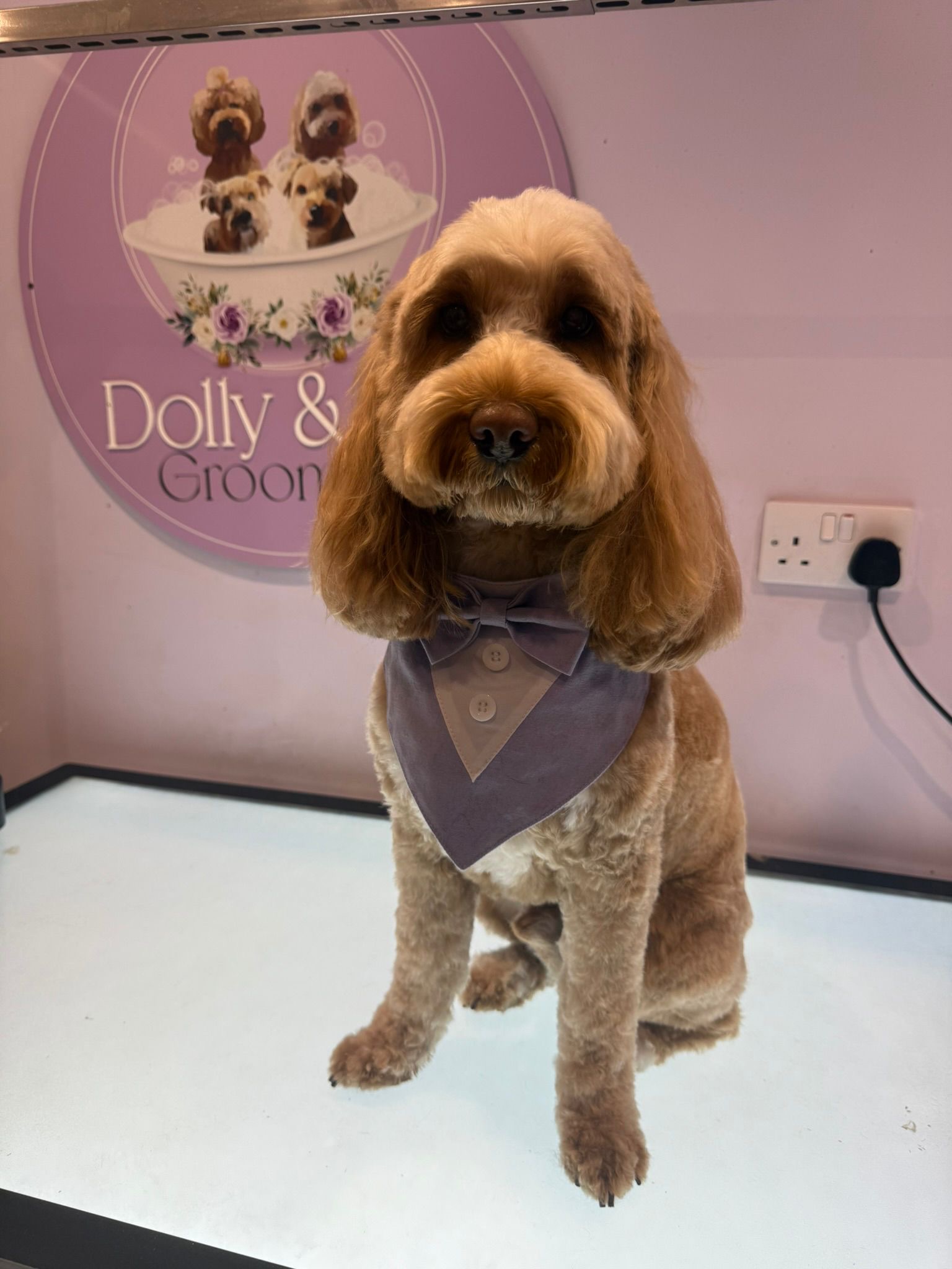 Freshly groomed dog in Hockley