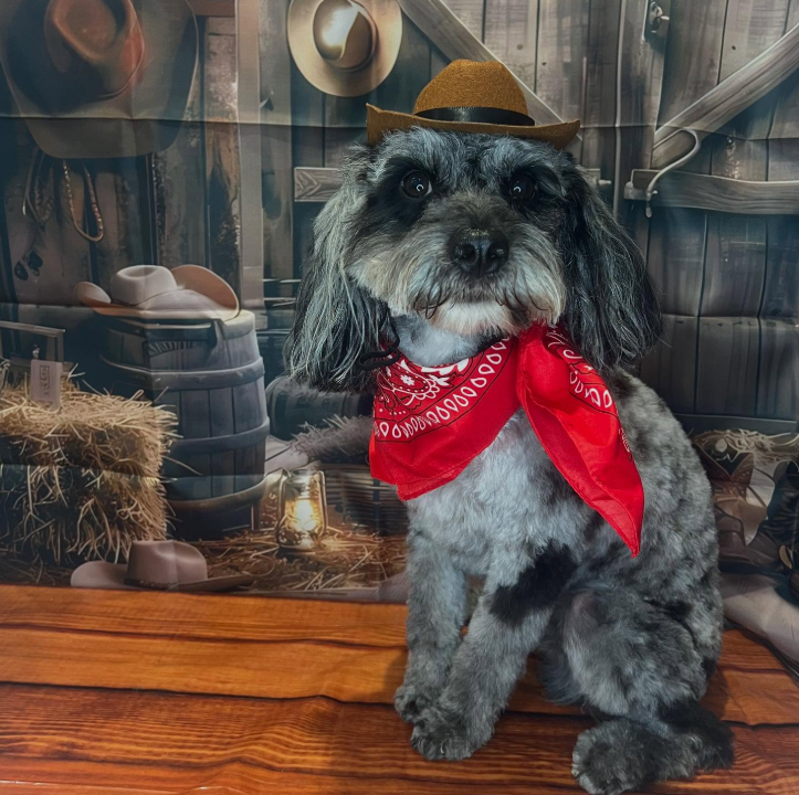 Freshly groomed dog in Hockley